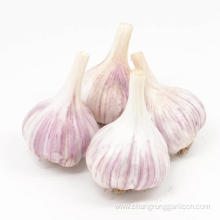 Garlic Planting Price For Sale